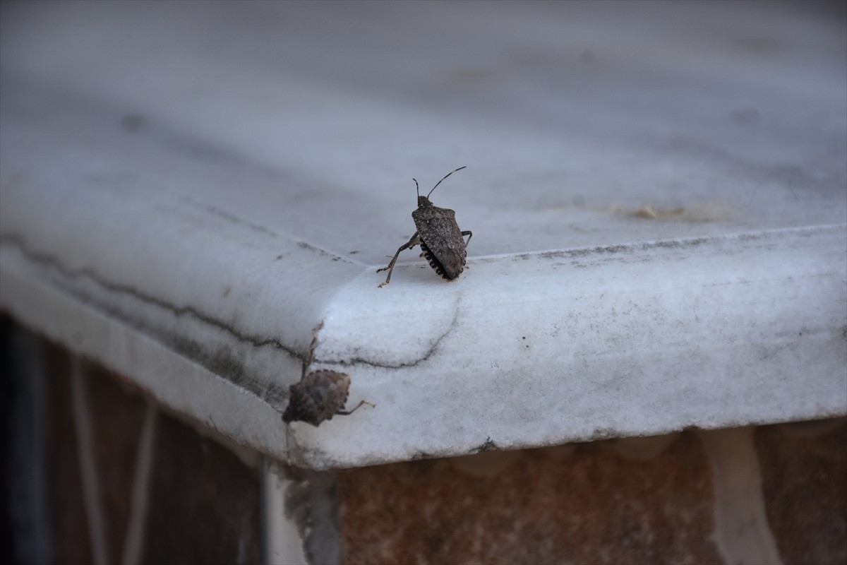 Trabzon'da ekipler, kahverengi kokarcayla mücadele amacıyla bahçelerde ve yapıların çevresinde...