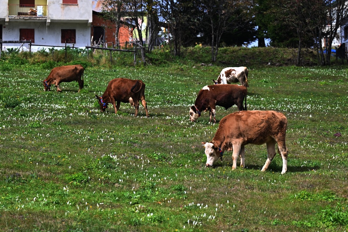 Trabzon'da yaylalardan dönüşü ve kışın gelişini simgeleyen vargit çiçekleri doğayı renklendirdi....