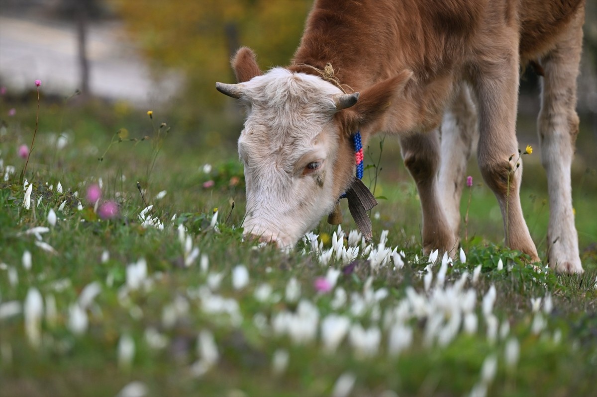 Trabzon'da yaylalardan dönüşü ve kışın gelişini simgeleyen vargit çiçekleri doğayı renklendirdi....