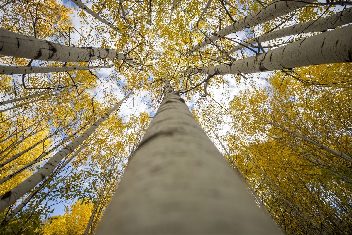 Tunceli'nin Ovacık, Pülümür ve Nazımiye ilçelerinde sonbaharın gelişiyle ormanlık alanlarda sarı...