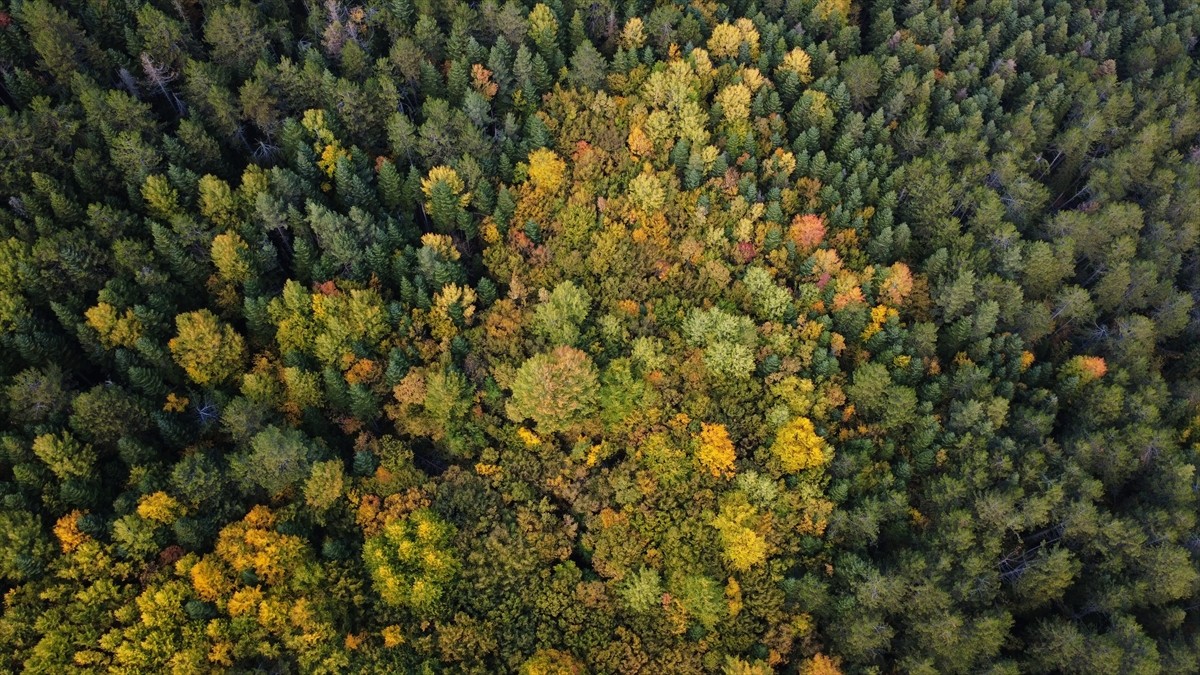 Türkiye'de yüz ölçümüne göre en fazla ormanlık alana sahip Karabük'te ağaçlara hakim olan güz...