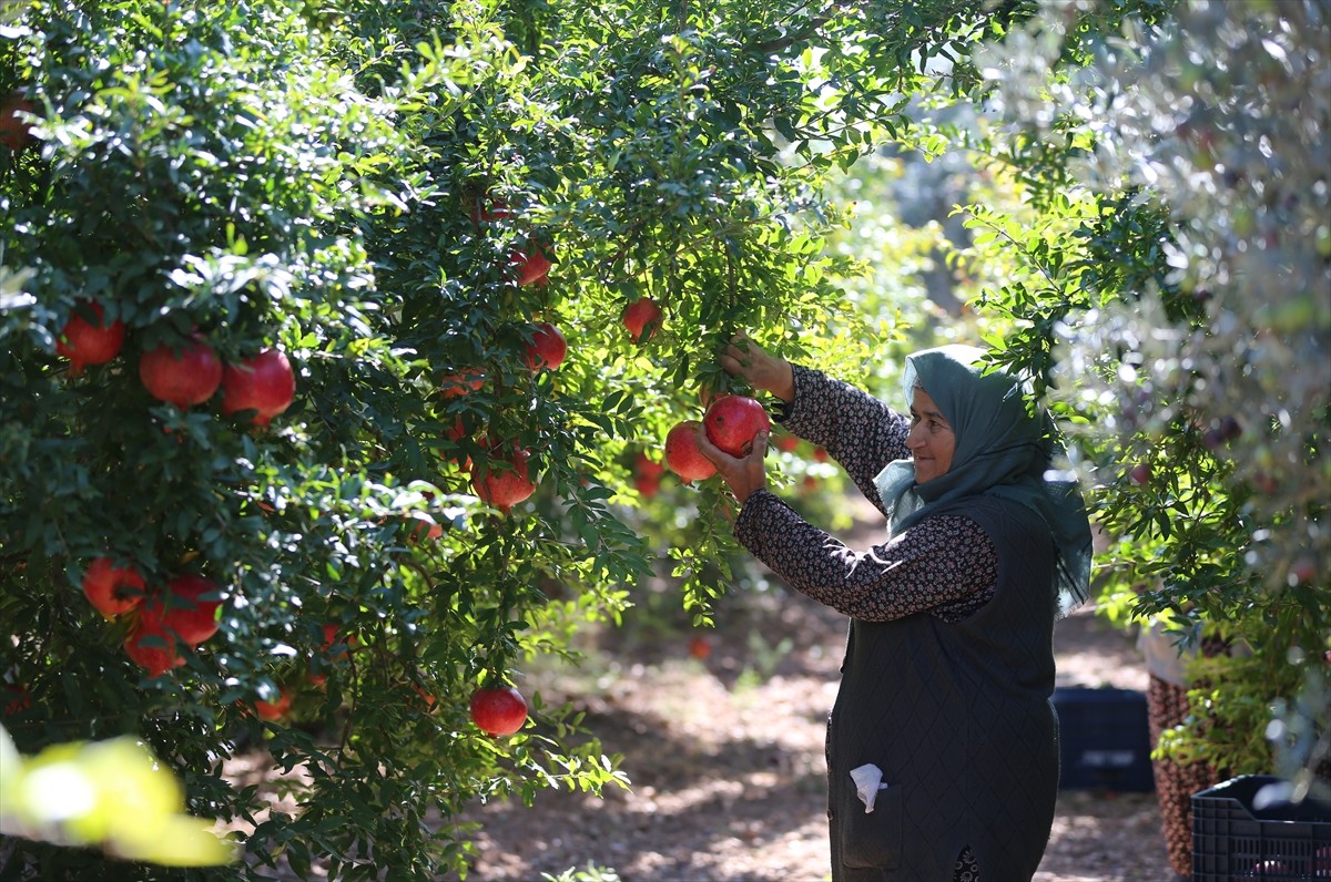 Türkiye'deki narın dörtte birinin üretildiği Antalya'da hasadın başlamasıyla bahçelerden toplanan...
