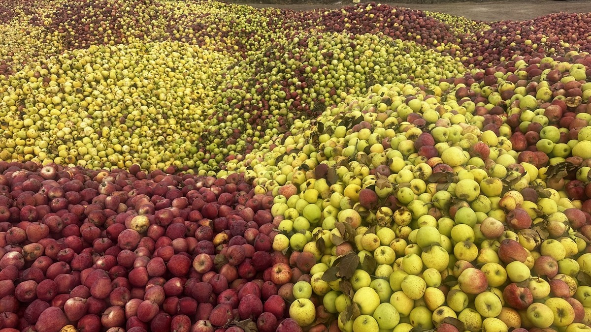 Türkiye'nin elma üretiminde ilk sırasında yer alan Isparta'da, yağışların az olması sebebiyle...