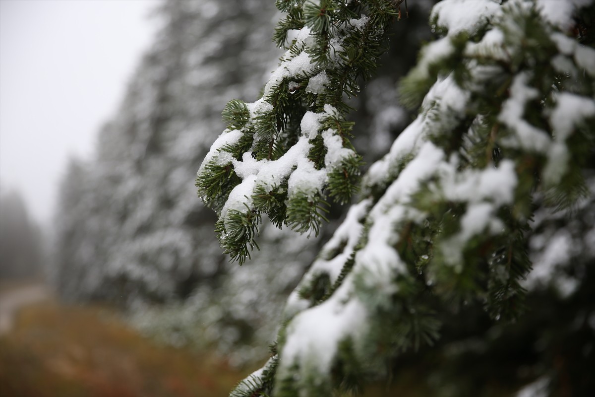 Türkiye'nin önde gelen kayak ve kış turizmi merkezleri arasında yer alan Ilgaz Dağı'nda kar ve sis...