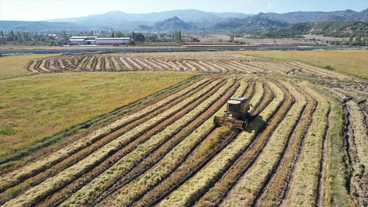 Türkiye'nin önemli pirinç üretim merkezlerinden Çorum'un Osmancık ilçesinde çeltik hasadı...