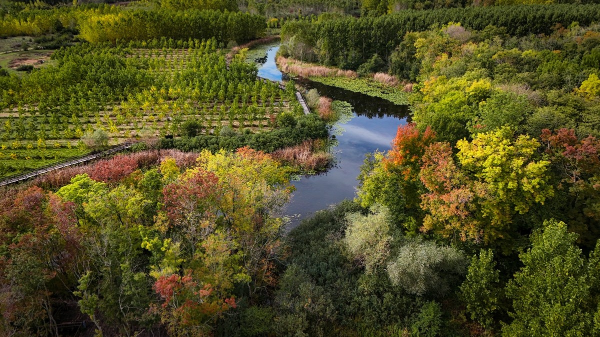 Türkiye'nin tek parça halindeki en büyük subasar ormanı olma özelliğini taşıyan Acarlar Longozu...