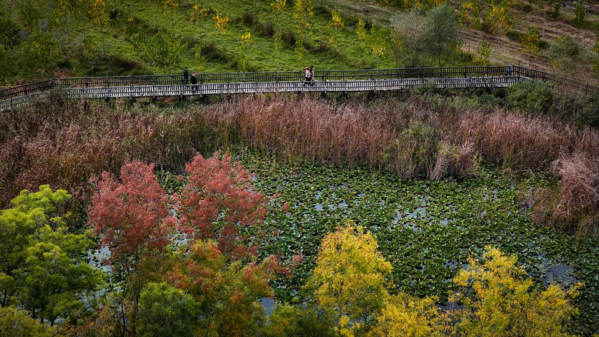 Türkiye'nin tek parça halindeki en büyük subasar ormanı olma özelliğini taşıyan Acarlar Longozu...