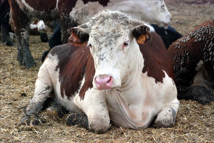 Türkiye'de 'Deli Dana' Alarmı! Ankara'dan Sonra Bolu'da da Tespit Edildi: Uzmanlar Uyardı!