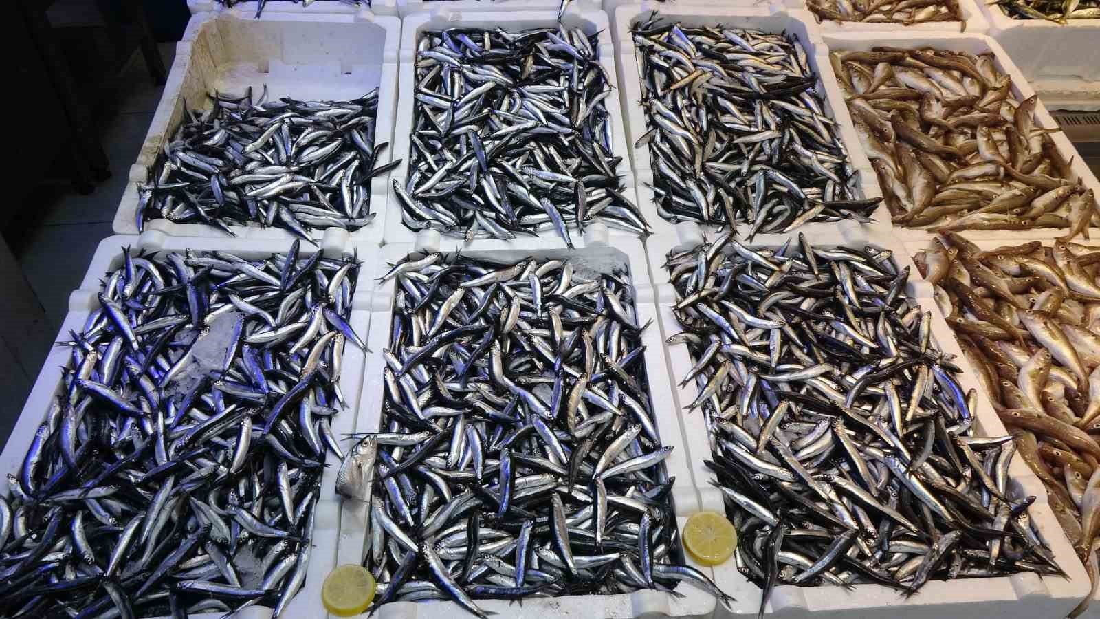 19 ÜLKEYE YAPILAN HAMSİ İHRACATINDAN YAKLAŞIK 13 MİLYON DOLAR DÖVİZ GELİRİ ELDE EDİLDİ