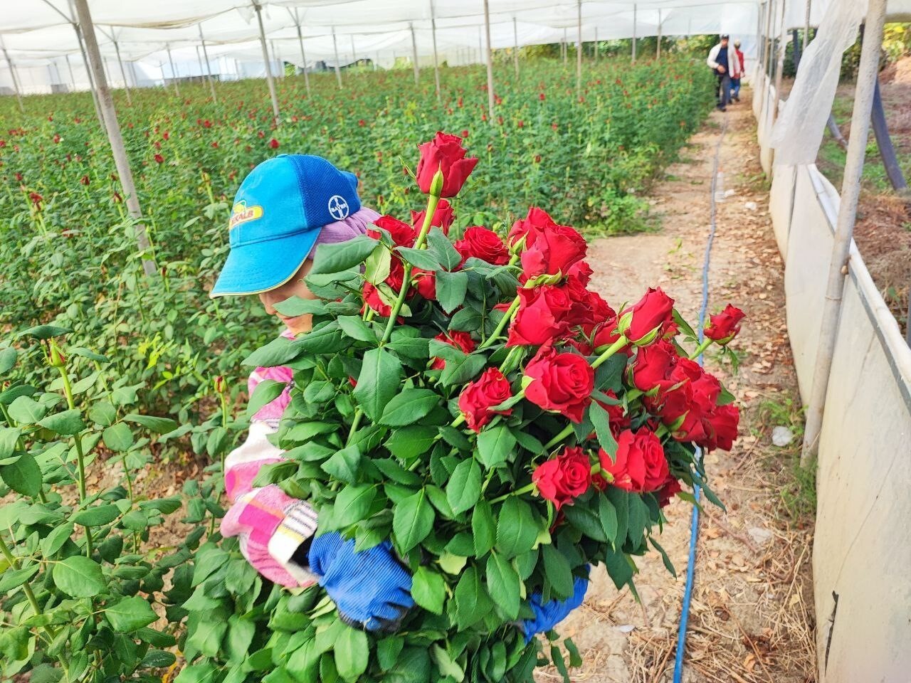 ADANA'DA SERALARDA YETİŞEN GÜLLER HASAT EDİLMEYE BAŞLANDI.