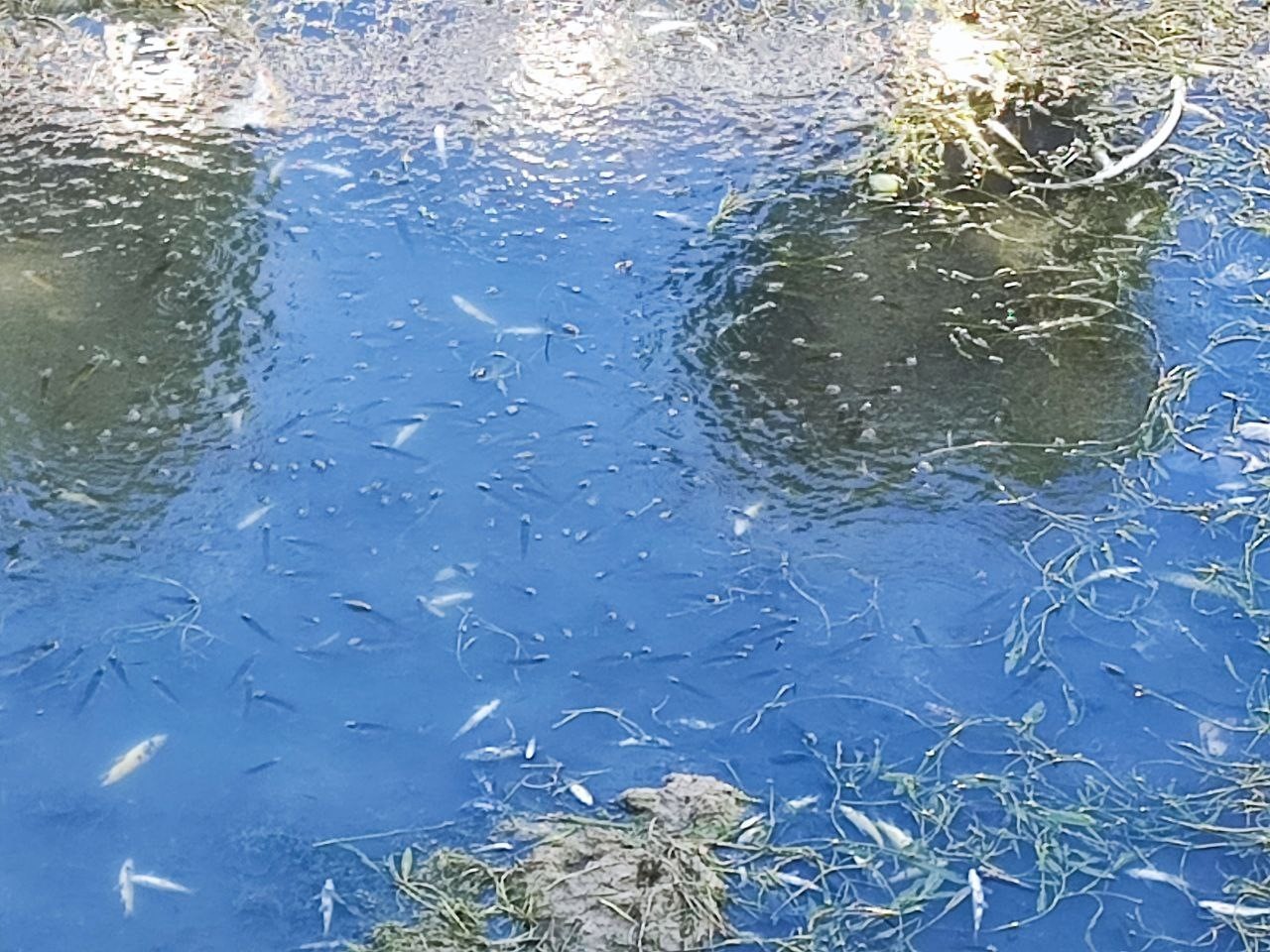 ADANA'DA SULAMA KANALINDA HEM KİRLİLİKTEN HEM DE SU SEVİYESİNİN ÇOK DÜŞÜK OLMASI İLE KİRLİLİKTEN...