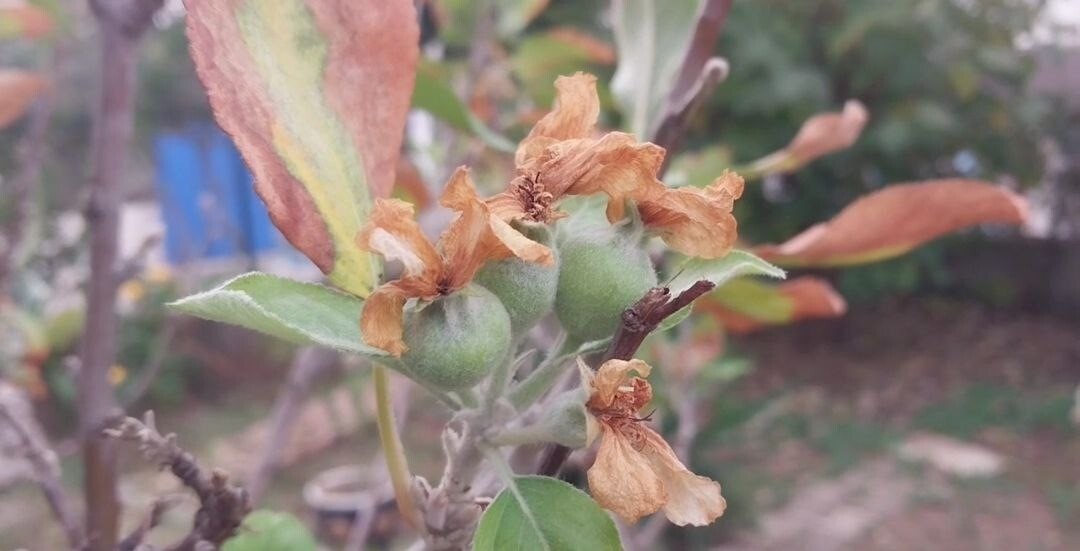ADANA’DA KASIM AYINDA ELMA AĞACININ ÇİÇEK AÇIP MEYVE VERMESİ GÖRENLERİ ŞAŞIRTTI.