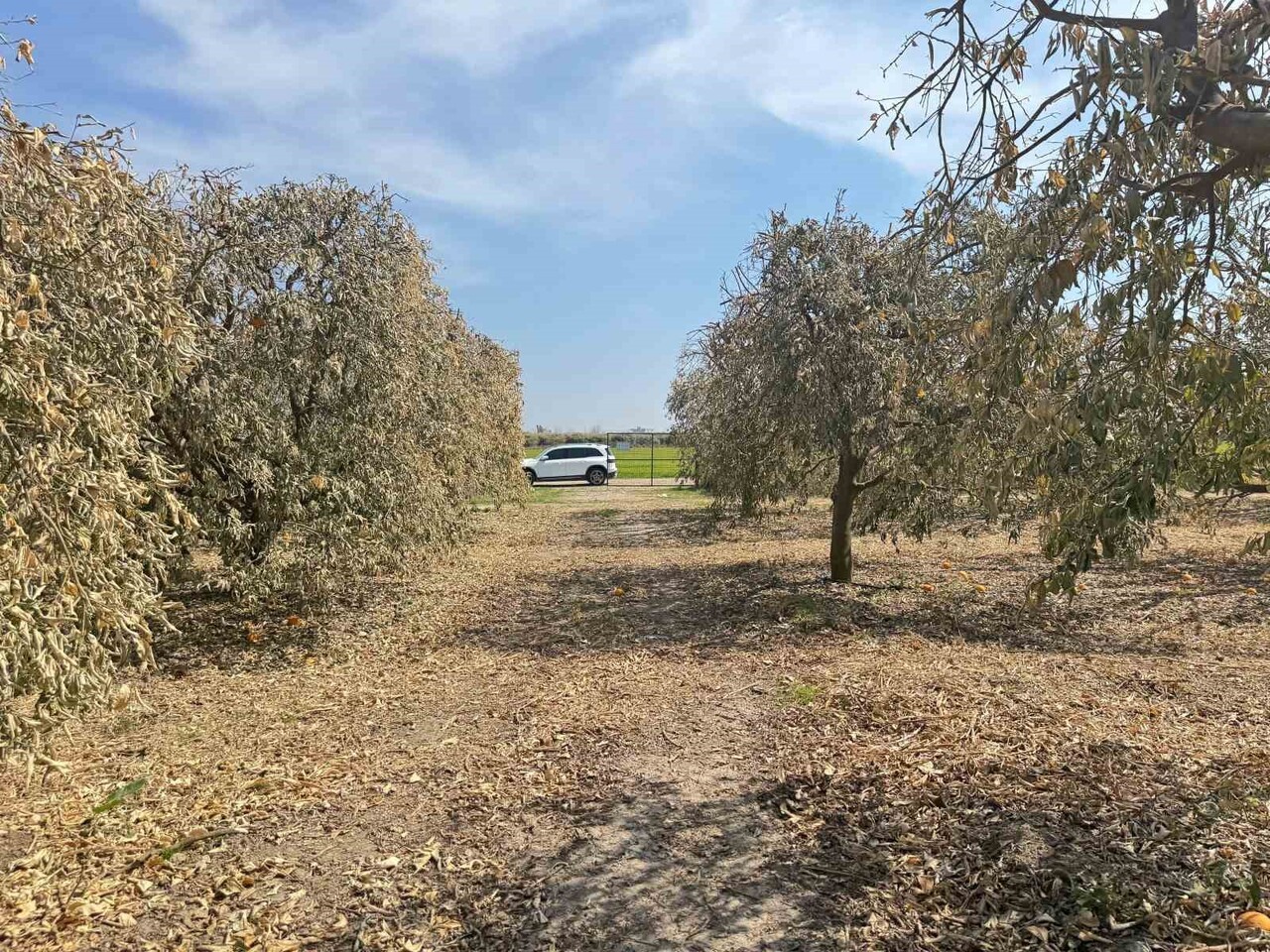 ADANA YÜREĞİR ZİRAAT ODASI BAŞKANI MEHMET AKIN DOĞAN, ŞUBAT AYINDAKİ ŞİDDETLİ ZİRAİ DONUN GREYFURT...