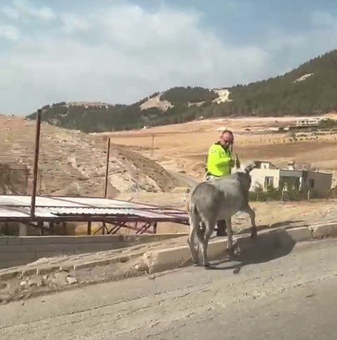 ADIYAMAN’DA, KARAYOLUNDA İLERLEYEREK TRAFİĞİ TEHLİKEYE KOYAN EŞEĞE POLİS EKİPLERİ MÜDAHALE...