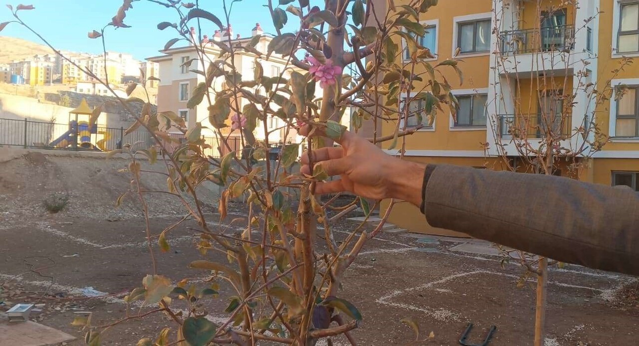 ADIYAMAN’IN GÖLBAŞI İLÇESİNDE GEÇEN YIL DONUN VURMASI NEDENİYLE KURUYAN AĞAÇLAR, HAVALARIN SICAK...