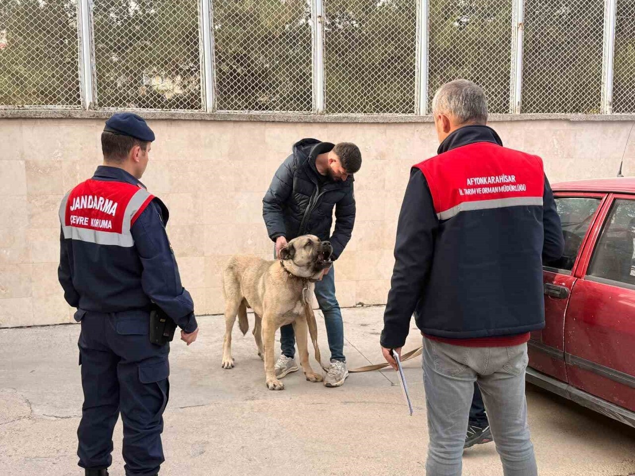 AFYONKARAHİSAR'DA KÖPEK DÖVÜŞTÜREN ŞAHISLARI JANDARMA HAVADAN DRONE İLE TESPİT ETTİ. OLAYDA 12...