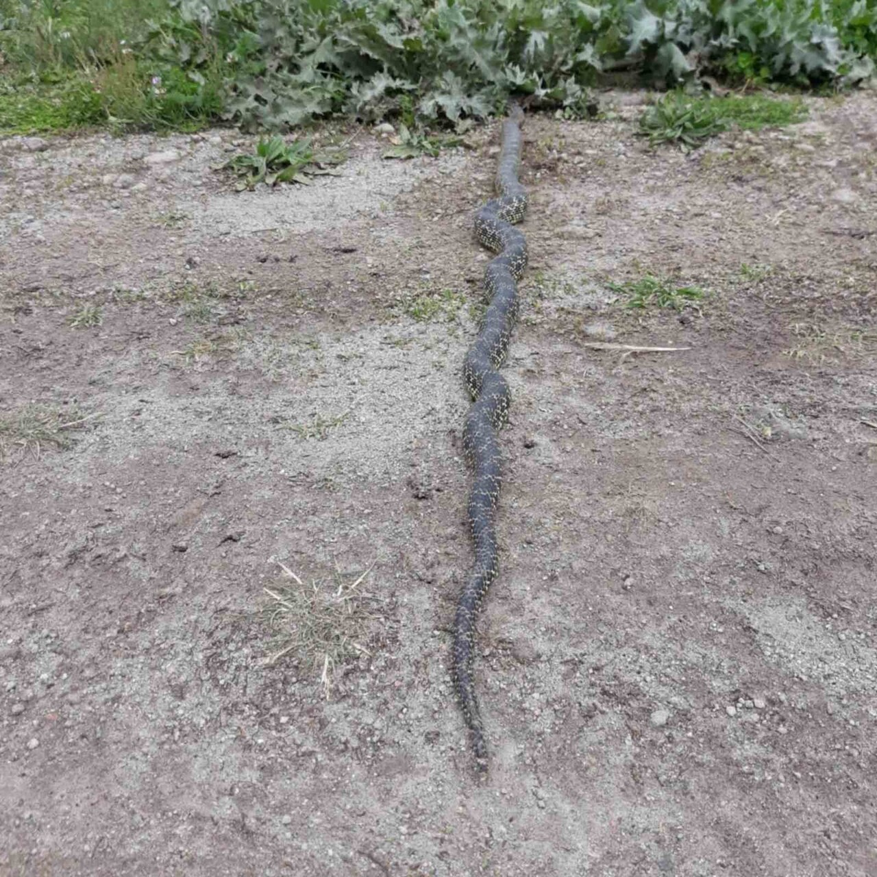 AFYONKARAHİSAR’IN ŞUHUT İLÇESİNDE BULUNAN ORTA PINAR YAYLASINDA ENGEREK YILANI GÖRÜLDÜ. YAYLADA...