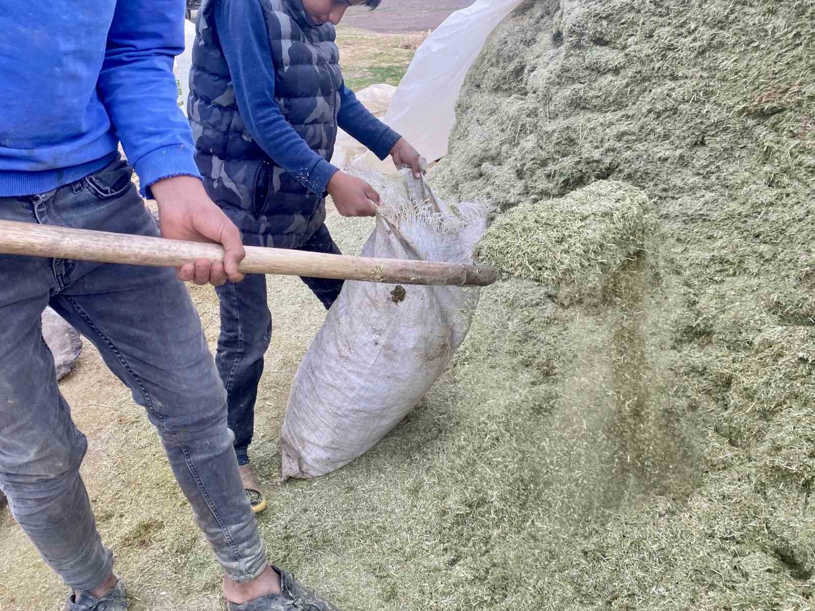 AĞRI’DA BESİCİLER KIŞ HAZIRLIKLARINA BAŞLADI