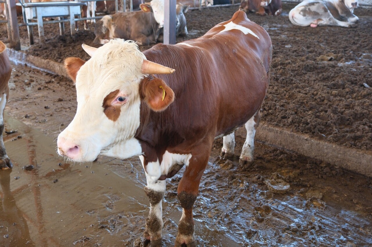 AMERİKA TARIM BAKANLIĞI (USDA), DÜNYANIN EN BÜYÜK İKİNCİ CANLI HAYVAN İTHALATÇISI OLAN...