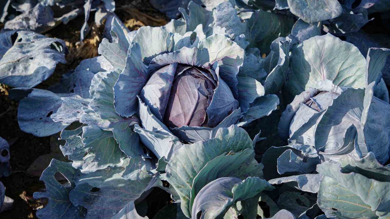 ANKARA'NIN BEYPAZARI İLÇESİNDE ‘MOR LAHANA' HASADINDA SONA YAKLAŞILIRKEN, TARLAYA GİREN ÇİFTÇİLER...