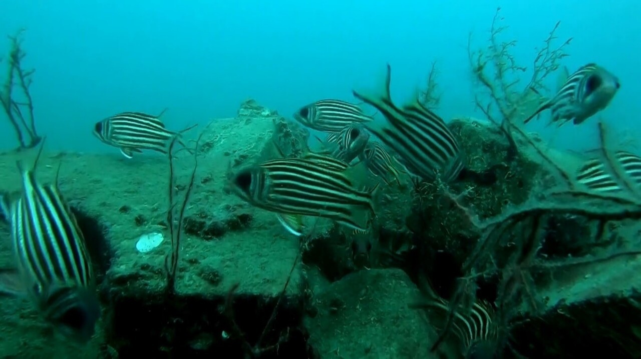 ANTALYA'NIN DÜNYACA ÜNLÜ KONYAALTI SAHİLİ'NE DALIŞ YAPAN PROF. DR. MEHMET GÖKOĞLU, TAŞ VE BETON...