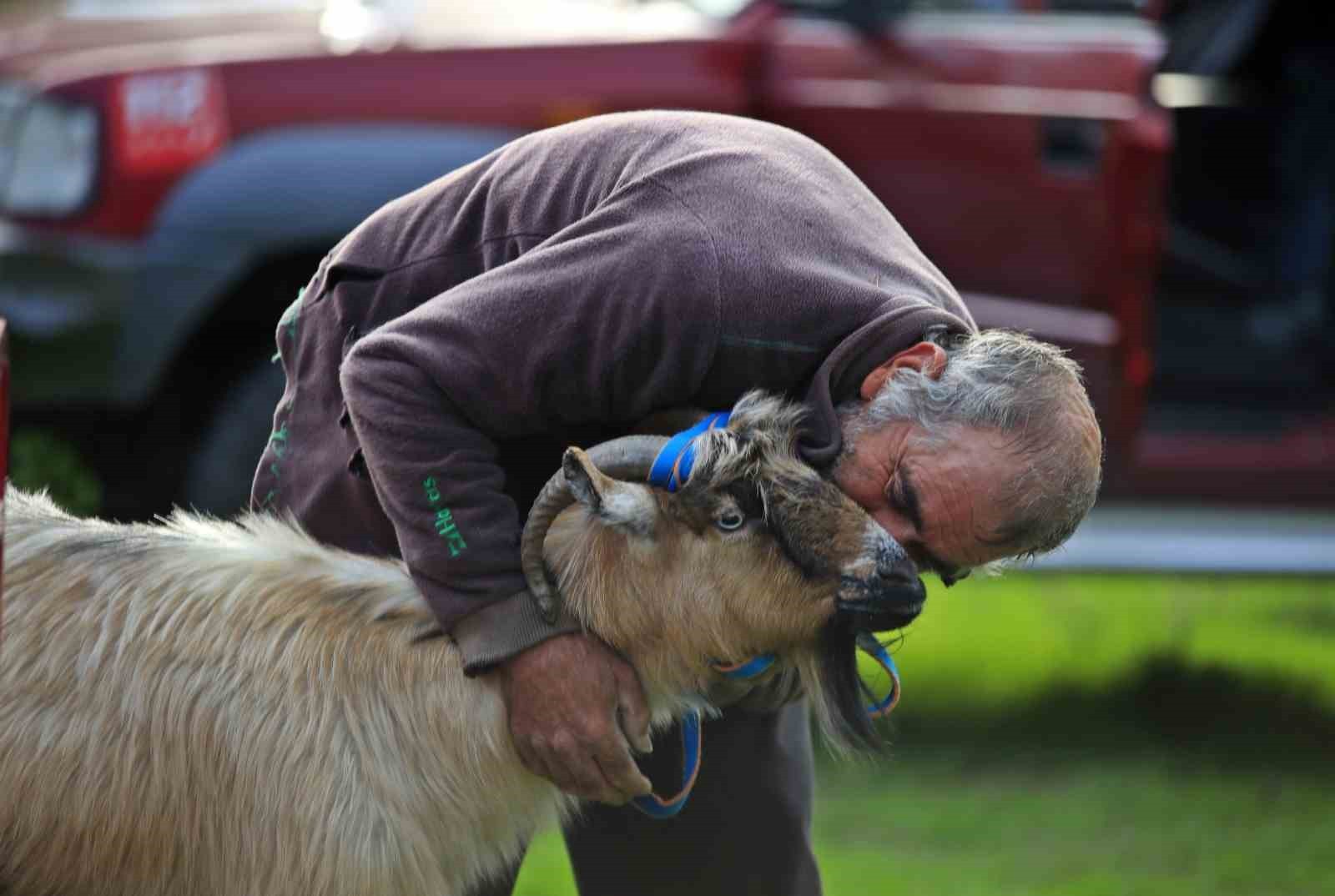 ANTALYA’NIN DÖŞEMEALTI İLÇESİNDE KURTLARIN SALDIRISINA UĞRAYAN SÜRÜDEN KURTULMAK İÇİN UÇURUMA...
