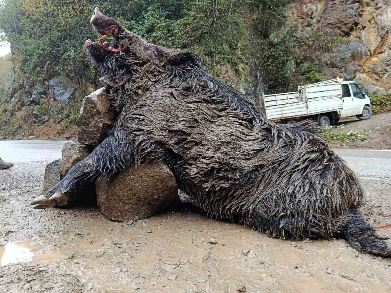 ARAKLI’NIN YEŞİLYURT VADİSİ’NDE AV KÖPEKLERİNİN DESTEĞİYLE DÜZENLENEN SÜREK AVININ DİKKAT ÇEKEN...
