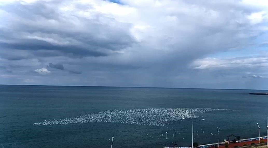 ARTVİN’İN HOPA İLÇESİNDE ZİRAAT ALANINDA BAŞLAYAN YANGIN RÜZGÂRIN ETKİSİYLE ORMANA SIÇRAYARAK...