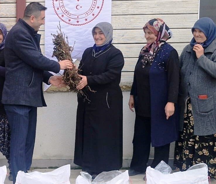 ASLANAPA’DA 13 KADIN ÇİFTÇİYE YÜZDE 75 HİBELİ 7 BİN ADET AHUDUDU FİDANI DAĞITILDI