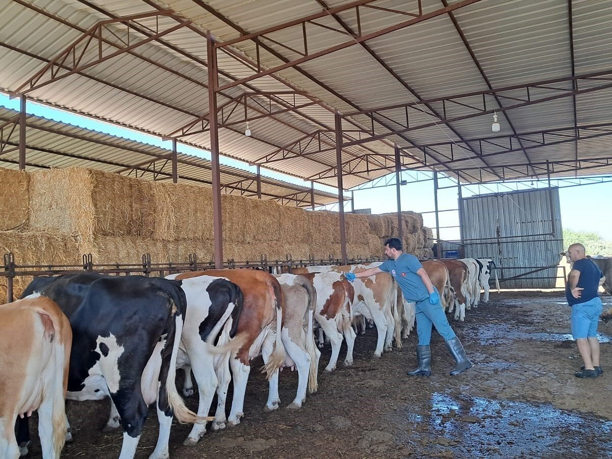 AYDIN'IN SÖKE İLÇESİNDEKİ 7 MAHALLEDE GÖRÜLEN ŞAP VAKALARININ ARDINDAN TARIM VE ORMAN MÜDÜRLÜĞÜ...