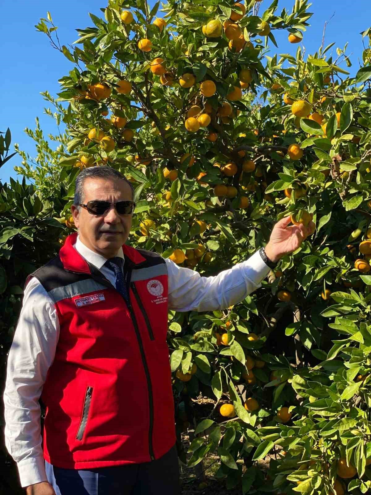 AYDIN’DA MANDALİNA HASADI BAŞLADI