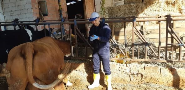 AYDIN’DA ŞAP HASTALIĞIYLA MÜCADELE ÇALIŞMALARI HIZ KESMEDEN DEVAM EDİYOR. İLÇE GENELİNDE YÜRÜTÜLEN...