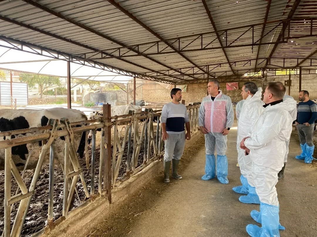 AYDIN GENELİNDE ŞAP HASTALIĞIYLA MÜCADELE KAPSAMINDA YÜRÜTÜLEN AŞILAMA ÇALIŞMALARI ARALIKSIZ...