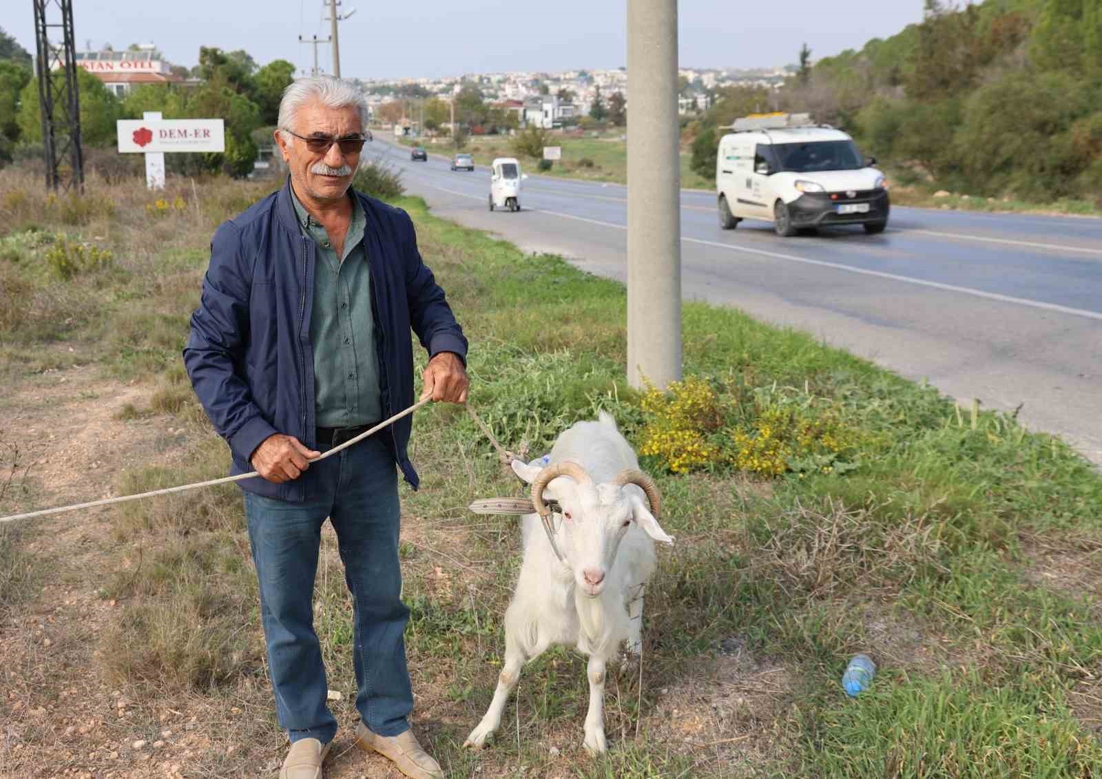 AYDIN’IN DİDİM İLÇESİNE ÇORUM’DAN TATİLE GELEN 81 YAŞINDAKİ ASLAN ARSLAN, TATİLDE KÖY HAYATINI...