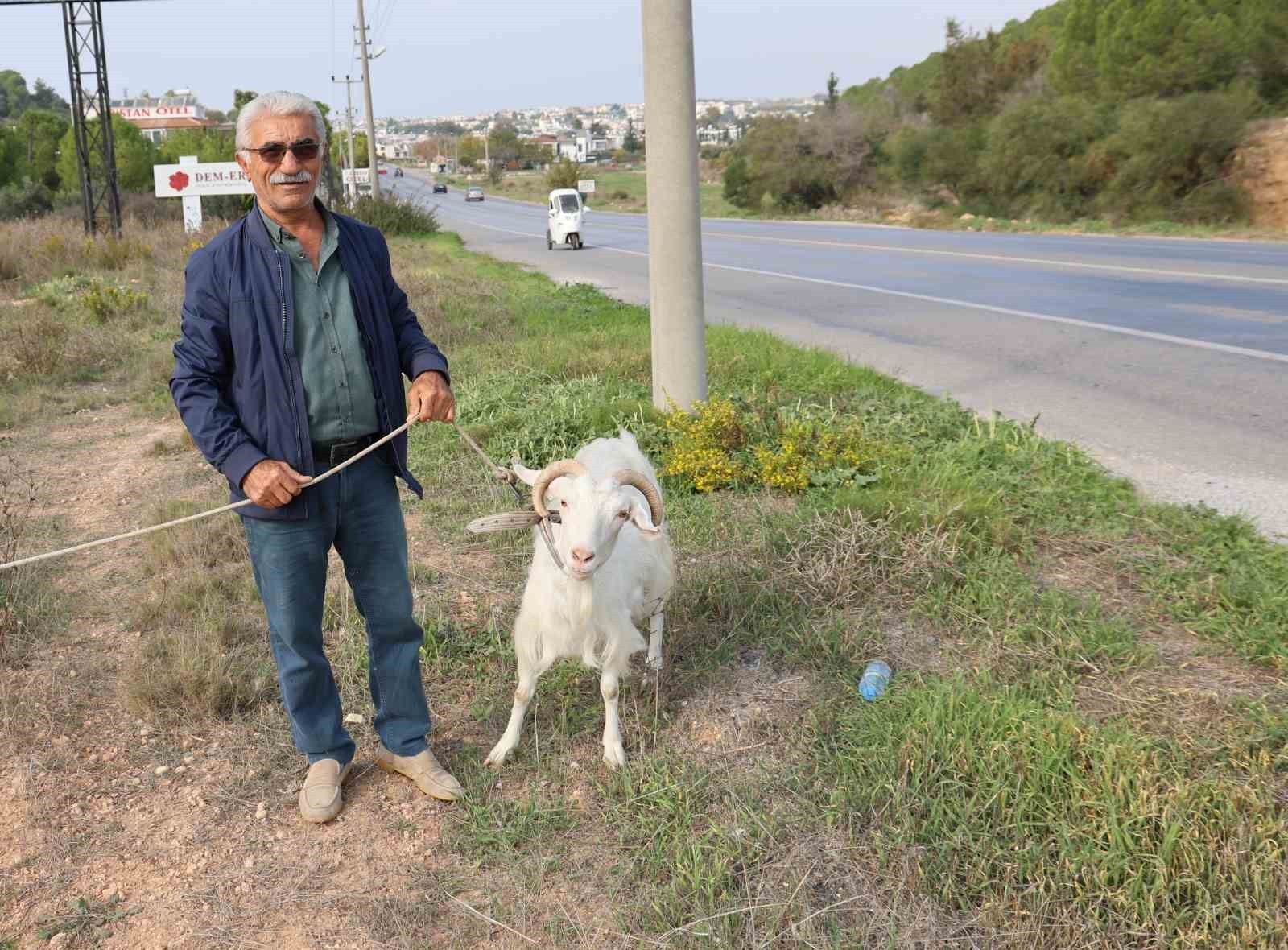 AYDIN’IN DİDİM İLÇESİNE ÇORUM’DAN TATİLE GELEN 81 YAŞINDAKİ ASLAN ARSLAN, TATİLDE KÖY HAYATINI...