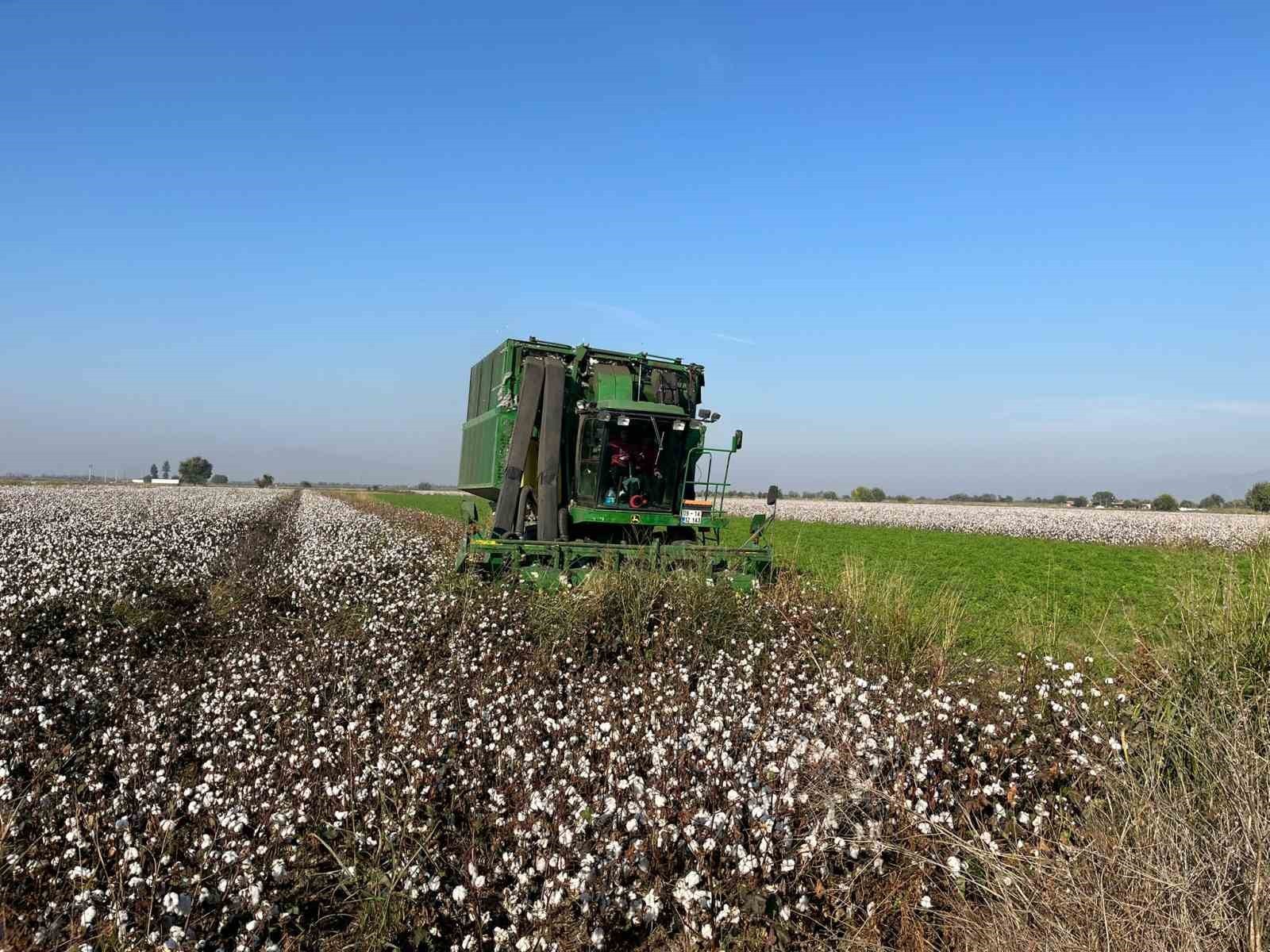 AYDIN’IN KOÇARLI İLÇESİNDE 250 DÖNÜM ARAZİDE PAMUK EKEN 67 YAŞINDAKİ ÜRETİCİ MESUT AYKAN...