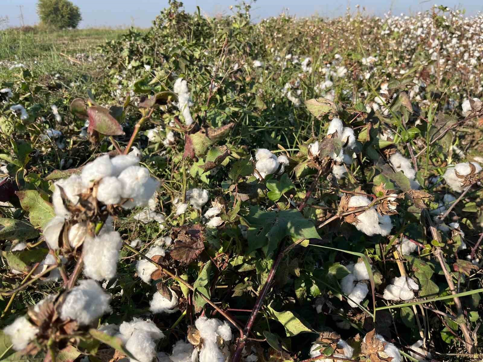 AYDIN’IN KOÇARLI İLÇESİNDE 250 DÖNÜM ARAZİDE PAMUK EKEN 67 YAŞINDAKİ ÜRETİCİ MESUT AYKAN...