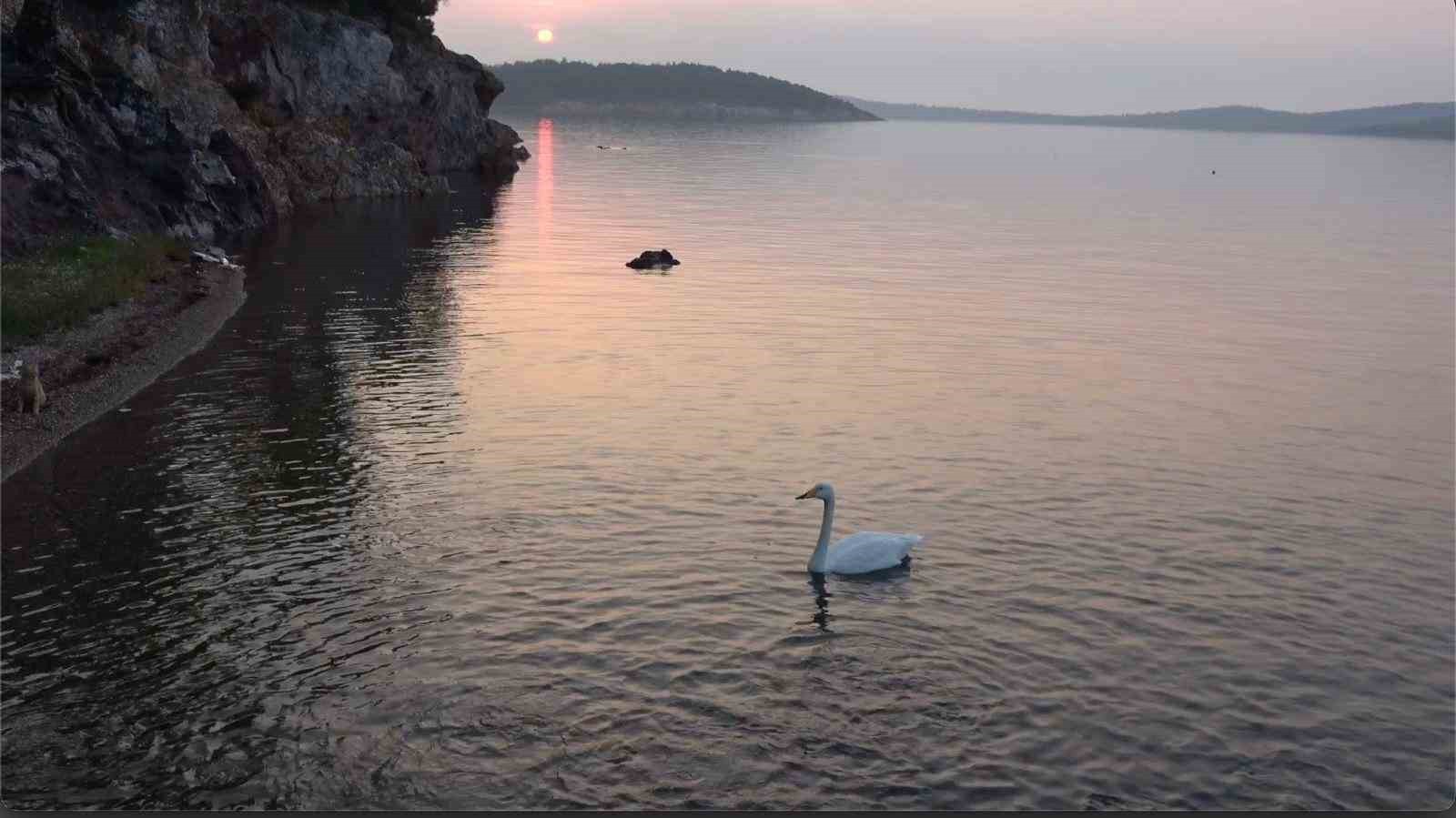 AYVALIK’TA SEVİMLİ KUĞU PAŞA LİMANI’NIN SİMGESİ OLDU