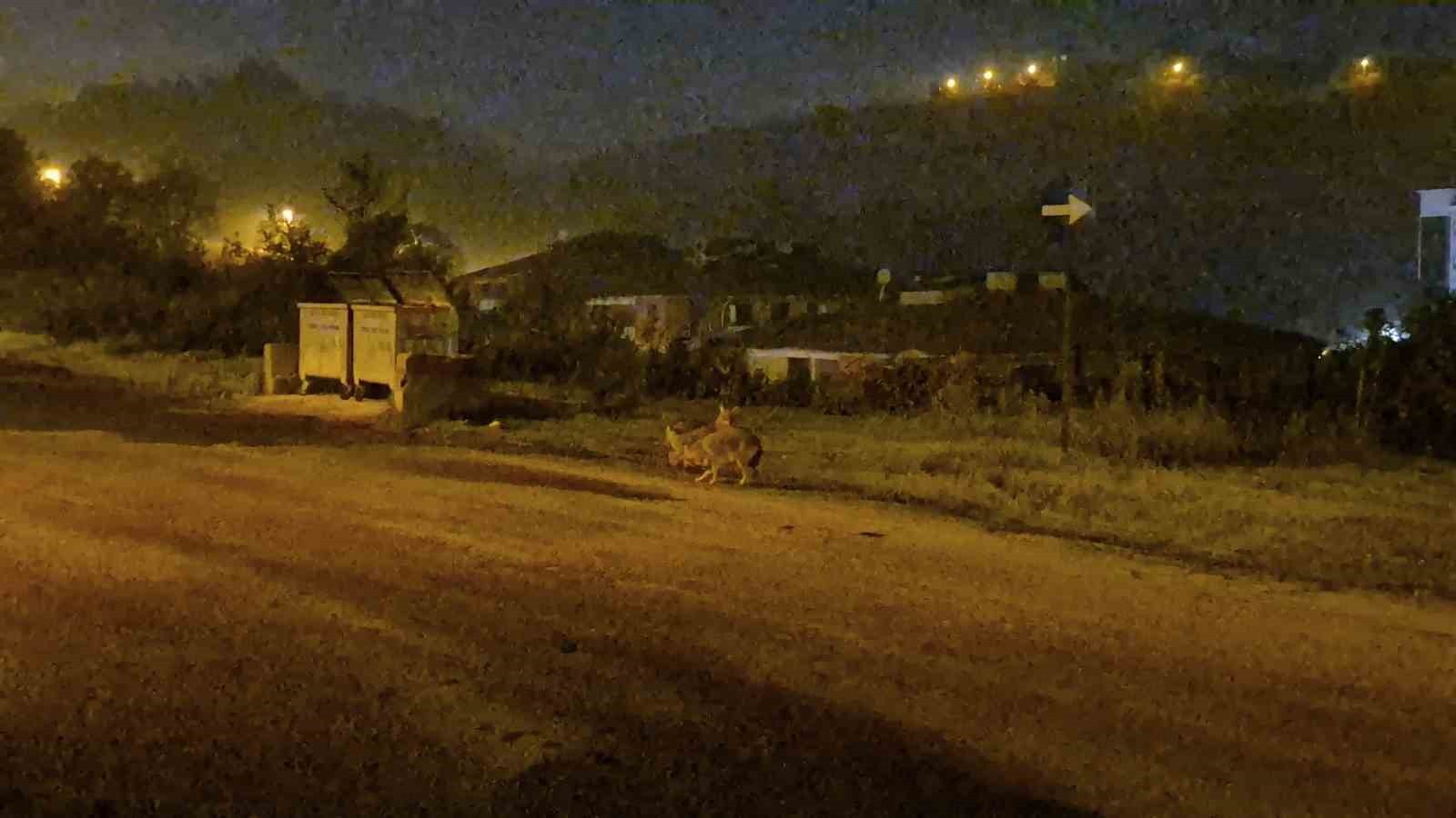 BARTIN ŞEHİR MERKEZİNE İNEN ÇAKALLAR AYNI BÖLGEDE YİNE GÖRÜLDÜ. SİTE BAHÇESİNE KADAR GİREN...