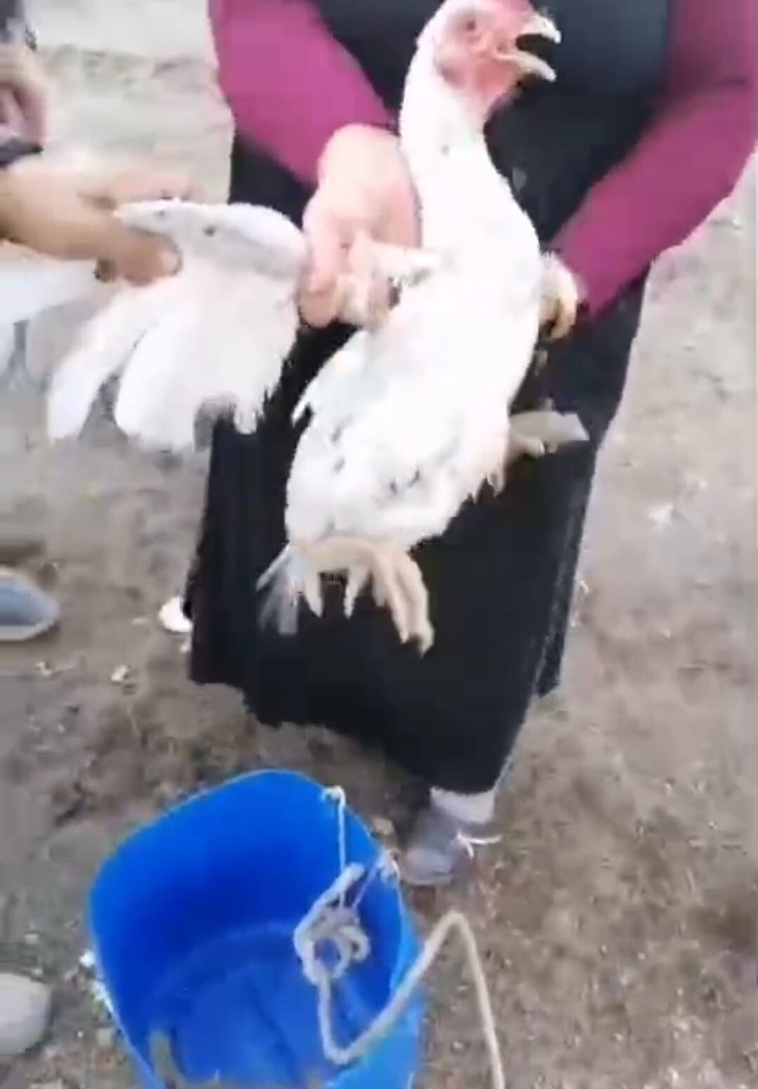 BATMAN İTFAİYE EKİPLERİ 20 METRELİK ESKİ SU KUYUSUNA DÜŞEN HOROZ'U KURTARDI