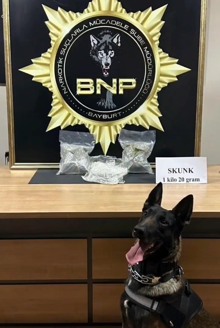 BAYBURT’TA BAVULA YERLEŞTİRİLMİŞ 1 KİLO 20 GRAM SKUNK ELE GEÇİRİLDİ