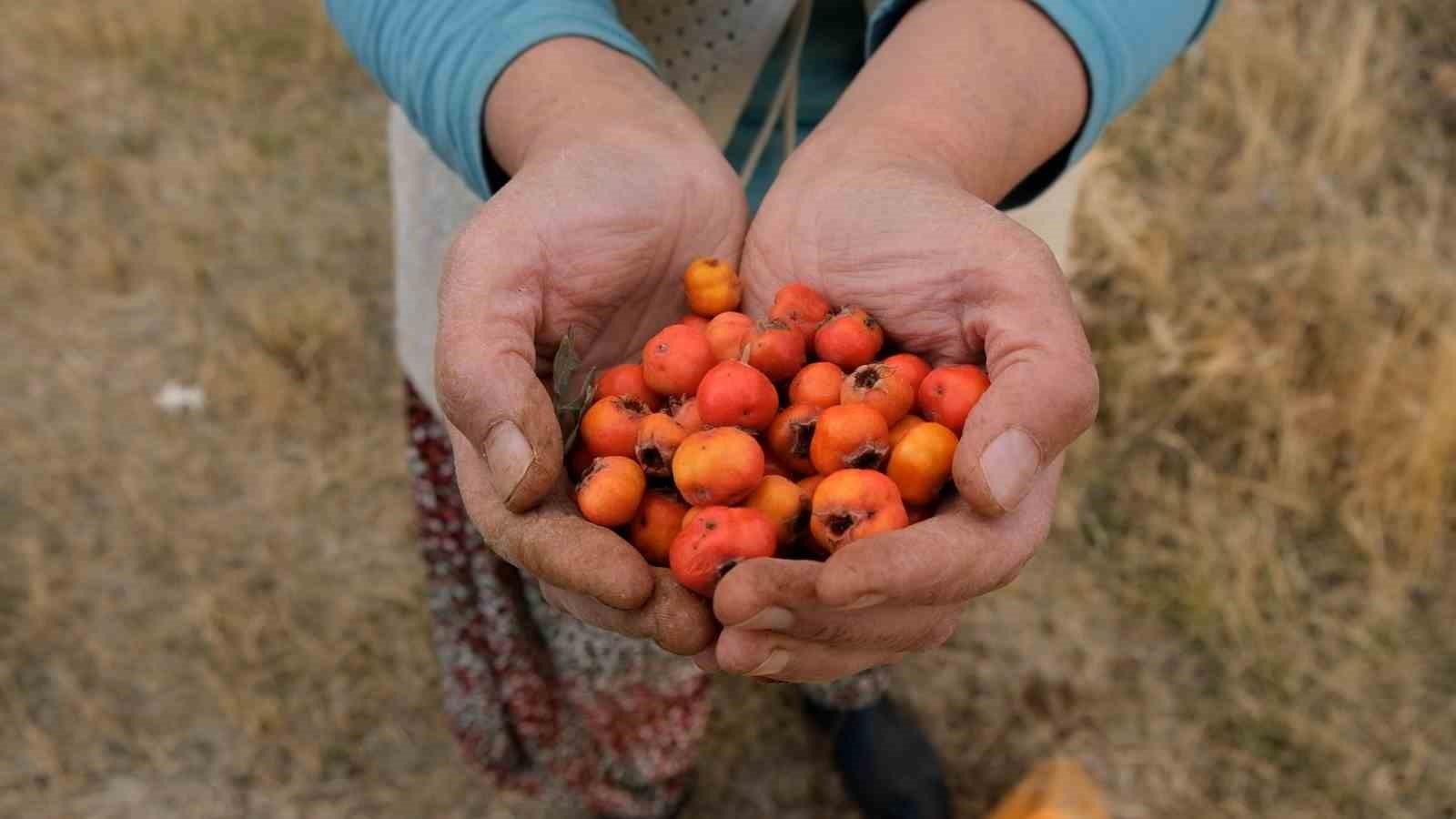 BİTLİS'İN TATVAN İLÇESİNE BAĞLI YELKENLİ KÖYÜNDE ALIÇ HASADI BAŞLADI. BU YIL YAŞANAN KURAKLIK...