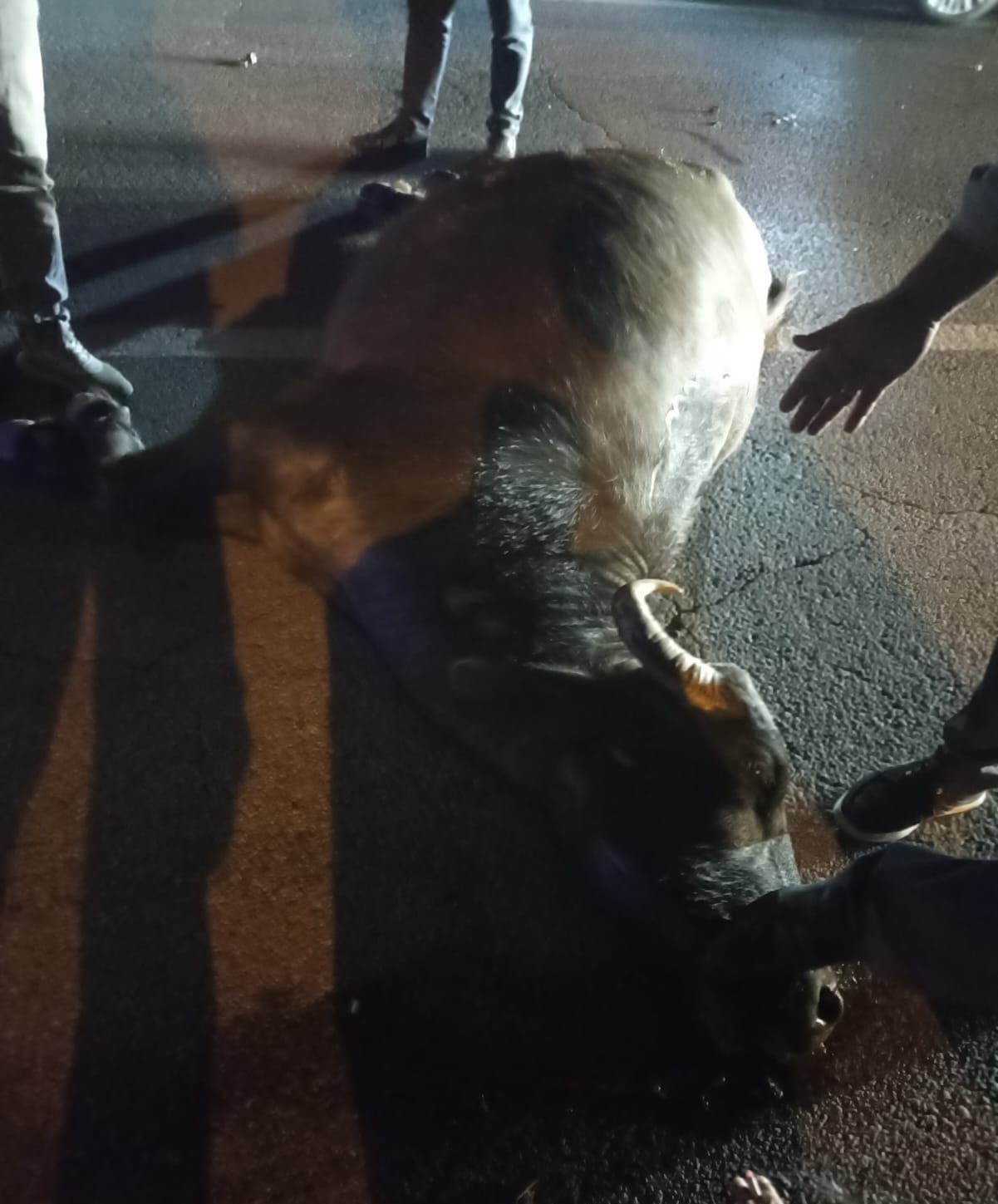 BİTLİS’İN GÜROYMAK İLÇESİ GİRİŞİNDE MEYDANA GELEN KAZADA, MUŞ’TAN VAN’A HASTA TAŞIYAN AMBULANS...