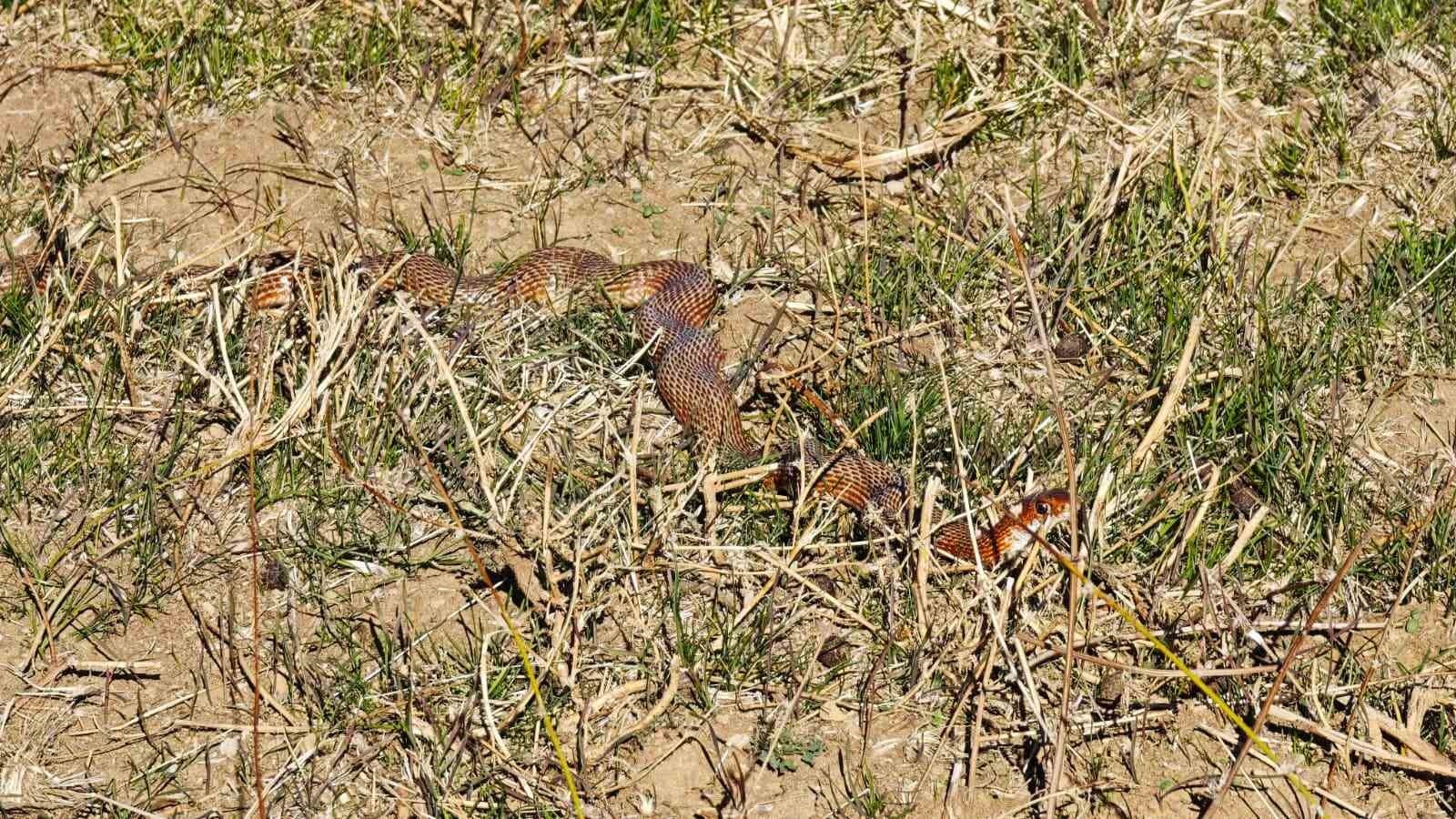 BİTLİS’İN TATVAN İLÇESİNE BAĞLI İNCEKAYA (POR) KÖYÜ KIRSALINDA GEZİNTİYE ÇIKAN DOĞA GEZGİNİ RIDVAN...