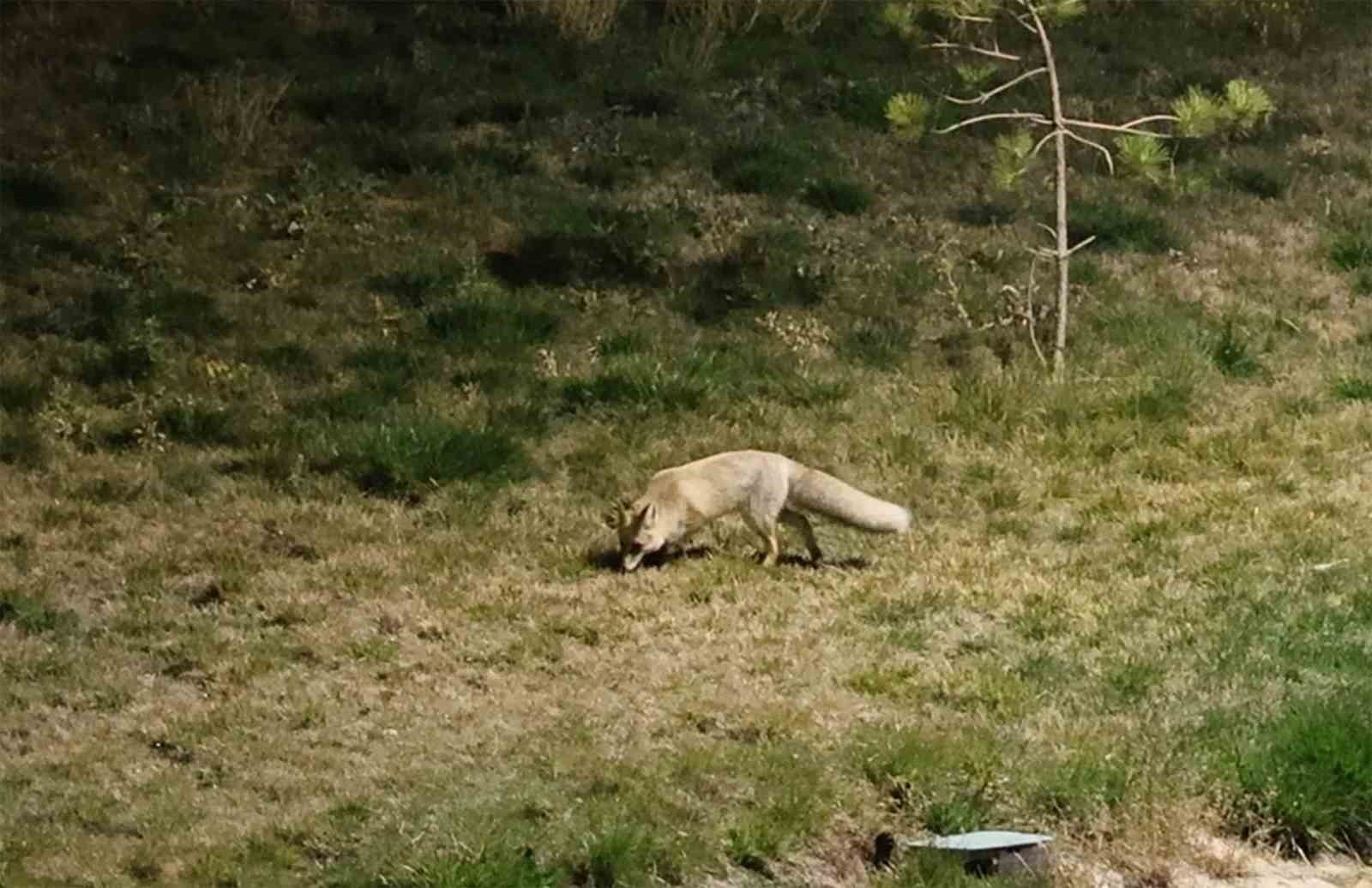 BİTLİS’TE GECE SAATLERİNDE YİYECEK ARAYAN TİLKİLERİN ŞEHİR MERKEZİNE İNDİĞİ ANLAR KAMERALARA...