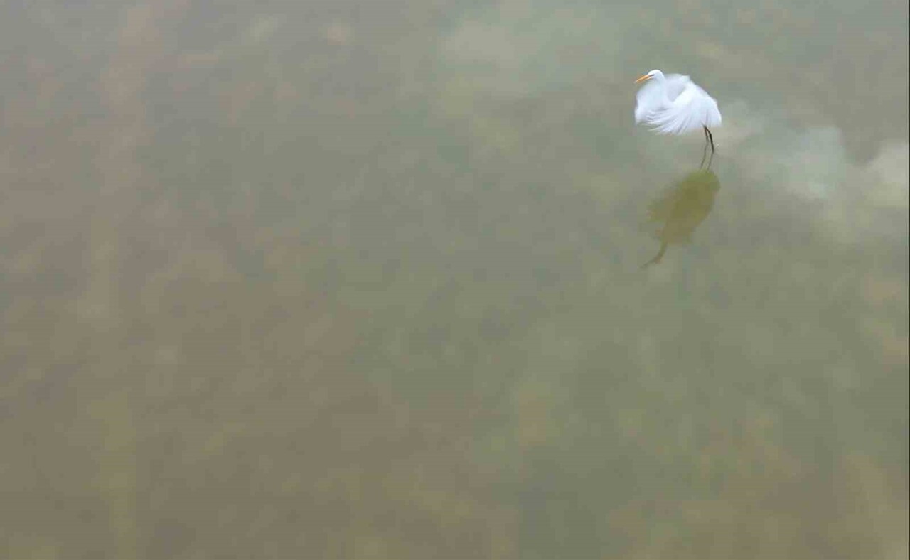 BİTLİS’TEKİ YERDEN ÇIKAN DOĞAL SICAK SULARIN ETKİSİYLE KIŞA DOĞRU DİKKAT ÇEKİCİ BİR KUŞ...