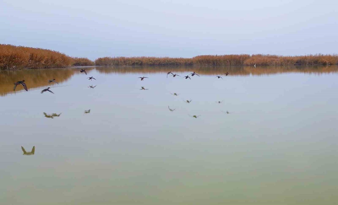 BİTLİS’TEKİ YERDEN ÇIKAN DOĞAL SICAK SULARIN ETKİSİYLE KIŞA DOĞRU DİKKAT ÇEKİCİ BİR KUŞ...