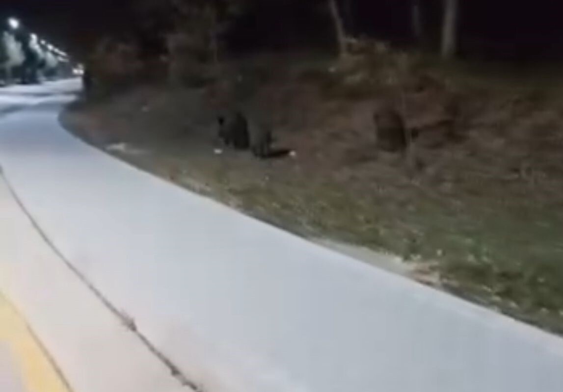 BOLU ABANT İZZET BAYSAL ÜNİVERSİTESİ (BAİBÜ) KAMPÜSÜNE AÇ KALAN DOMUZ SÜRÜLERİ YİYECEK ARARKEN...