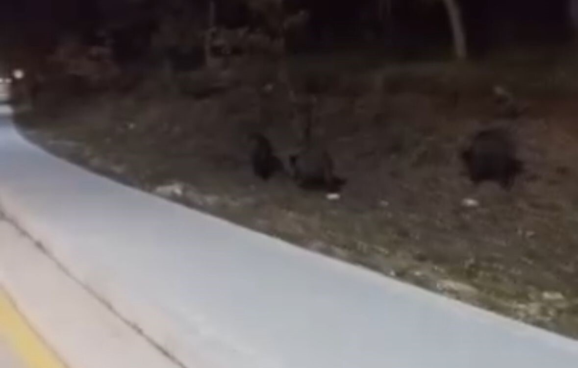 BOLU ABANT İZZET BAYSAL ÜNİVERSİTESİ (BAİBÜ) KAMPÜSÜNE AÇ KALAN DOMUZ SÜRÜLERİ YİYECEK ARARKEN...