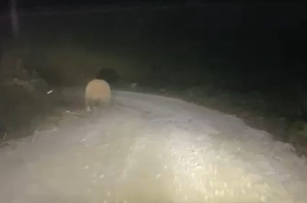 BOLU’DA ELMALIK KÖYÜ MEVKİİNDE BİR ARACIN ÖNÜNE ÇIKAN AYININ KOŞARAK UZAKLAŞMASI VATANDAŞ...